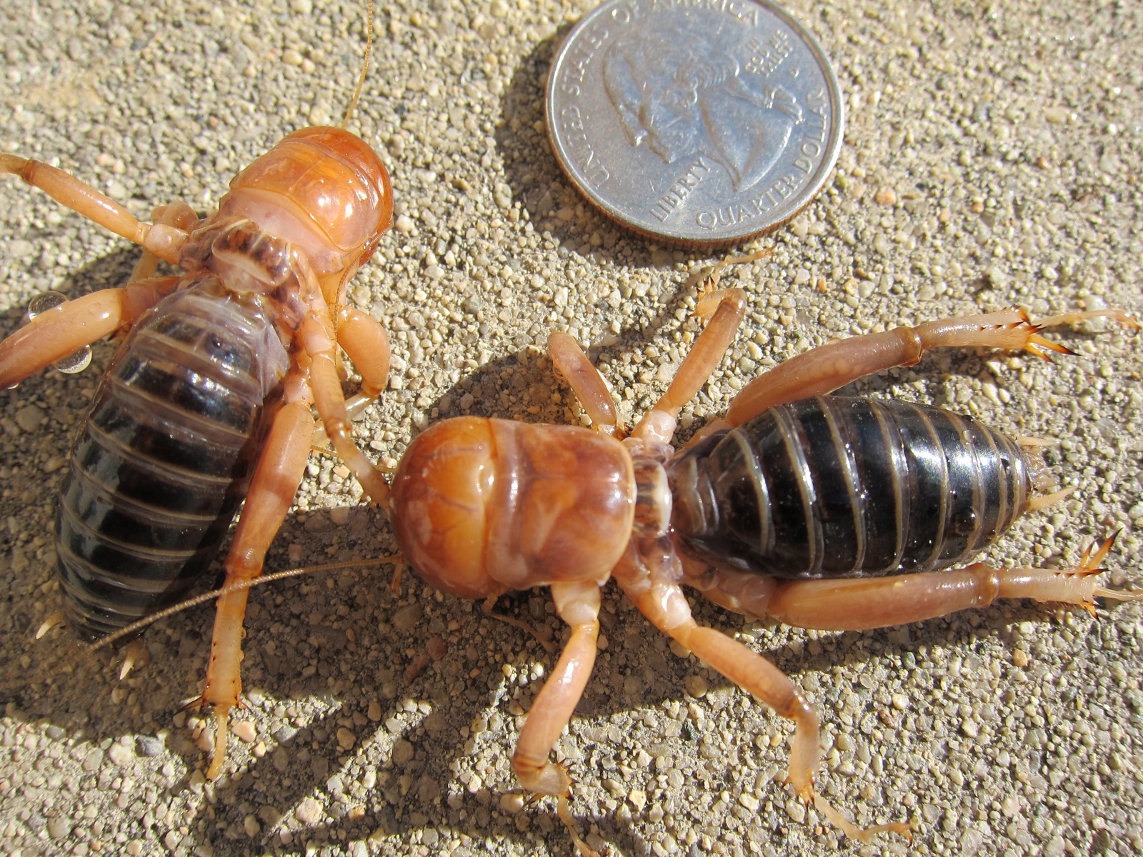 Two children of the earth photographed next to a quarter - Boing Boing