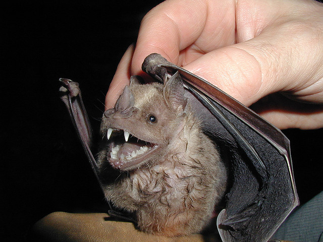 bat1.jpg