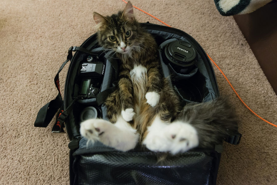 Image result for cats in handbags