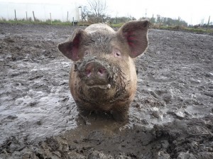 pig