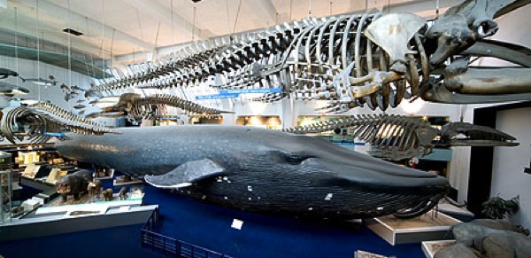 Resultado de imagen de natural history museum london blue whale