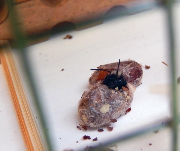 hatching bee hatching bee