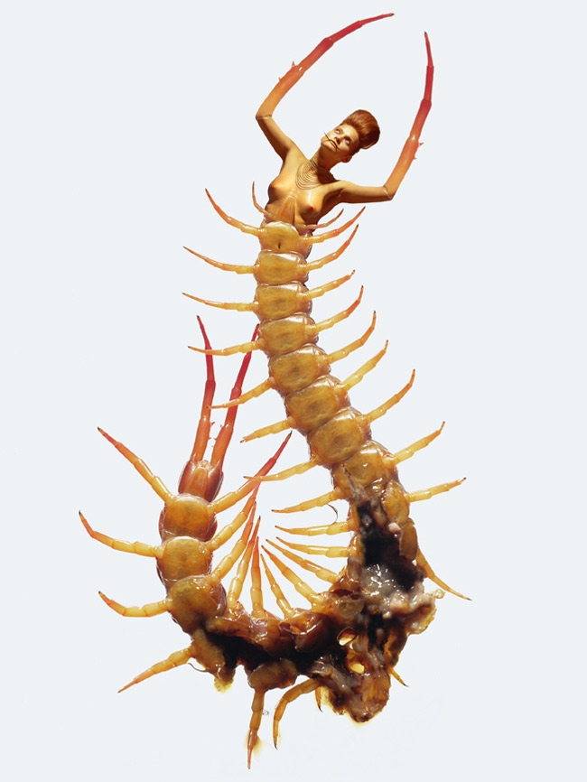 23_insecte-scolopandre