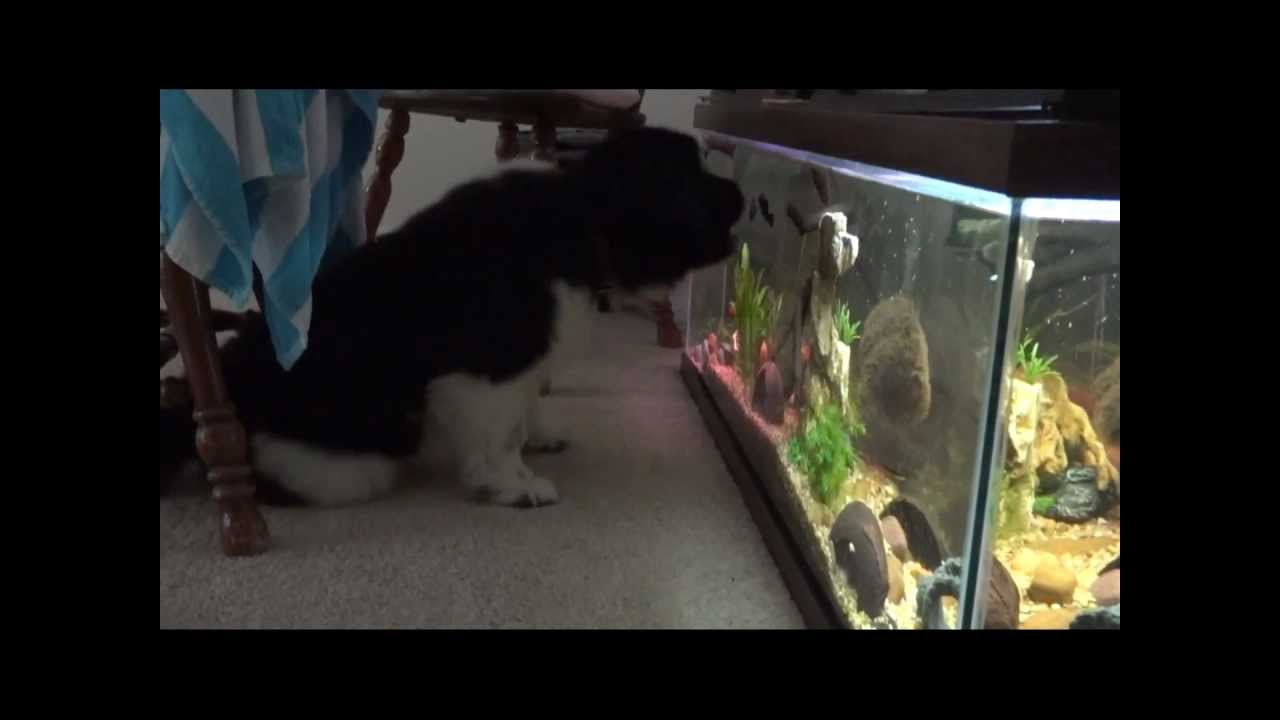Image Result For Aquarium Encounters Image Result For Aquarium Encounters