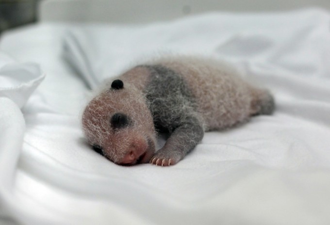 A newborn giant panda cub, one of the triplets which were born to giant panda Juxiao, is seen inside an incubator at the Chimelong Safari Park in Guangzhou