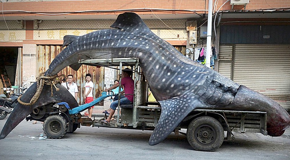 Dead-whale-shark.jpg