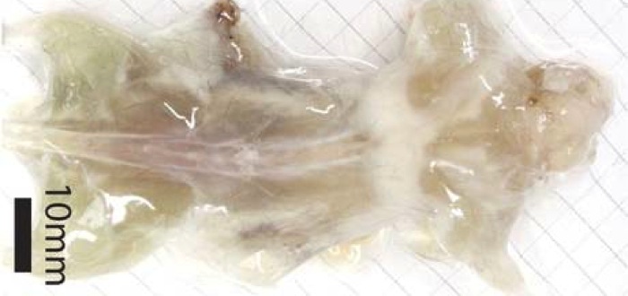 See through mouse 1