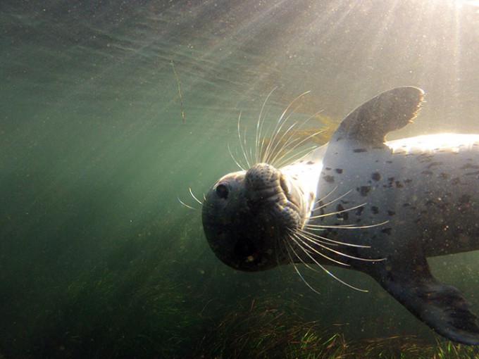 Harbor seal (Phoca vitulina) underwater off the coast of Monterey.