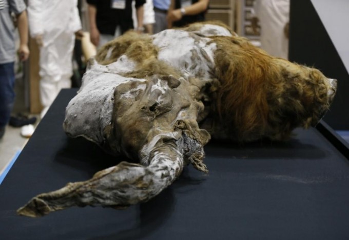 Photo: REUTERS. Yuka, a 39,000-year-old baby mammoth, was found with liquid blood in her veins, a positive sign for scientists wishing to study the animal's DNA.