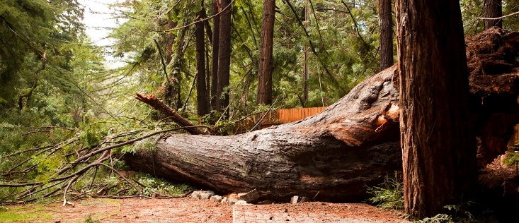 redwood1