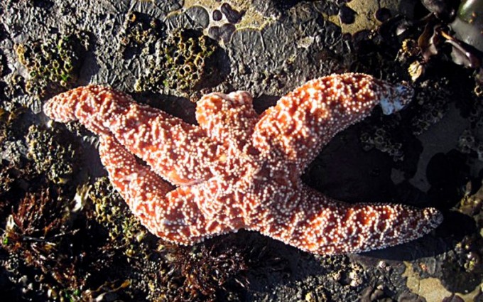This photo released by the Rocky Intertidal Lab at the University of California-Santa Cruz shows a starfish suffering from 'sea star wasting disease.' (Laura Anderson / Rocky Intertidal Lab UC Santa Cruz)