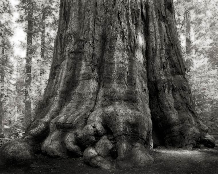 Ancient Trees Photographer Beth Moon’s portraits of the oldest trees