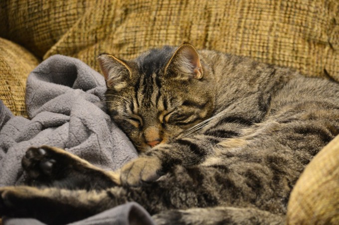 catnap