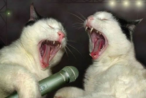 Drunk-Karaoke-Cats