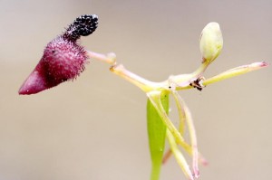 Photo courtesy of Biodivinf (cc)