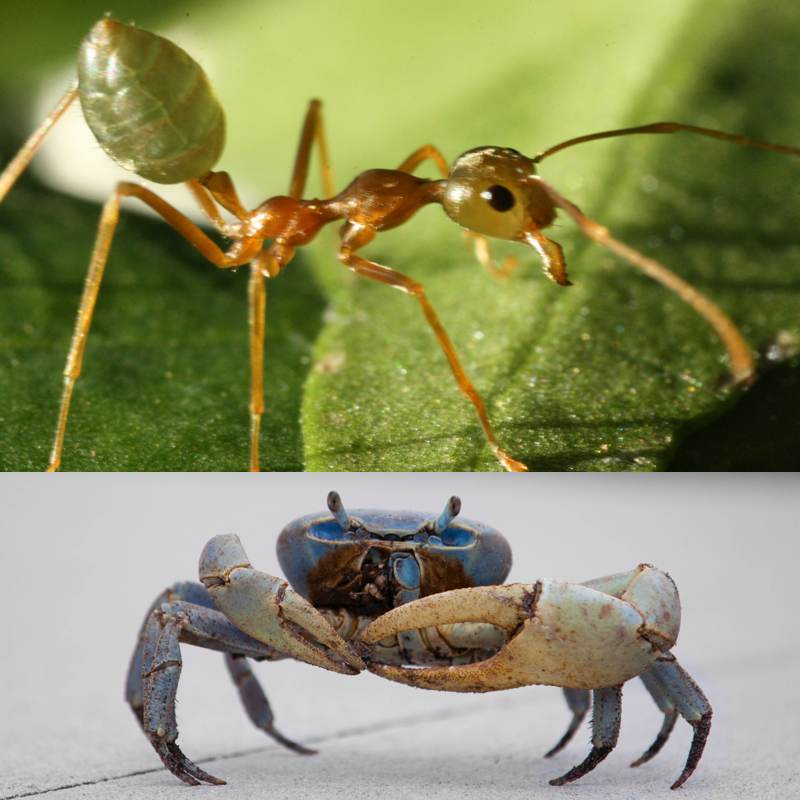 Images: Wikimedia Commons