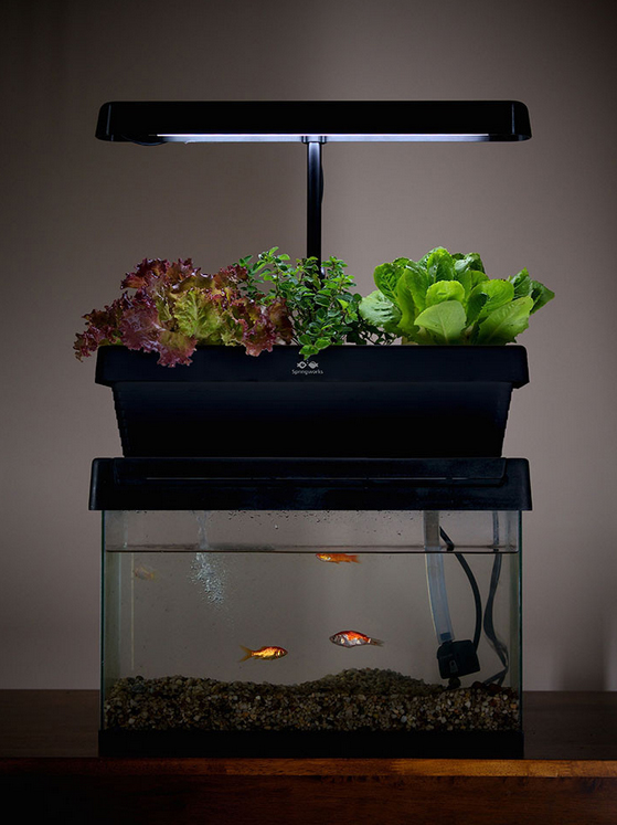 Desktop aquaponics system turns your fish tank into a ...