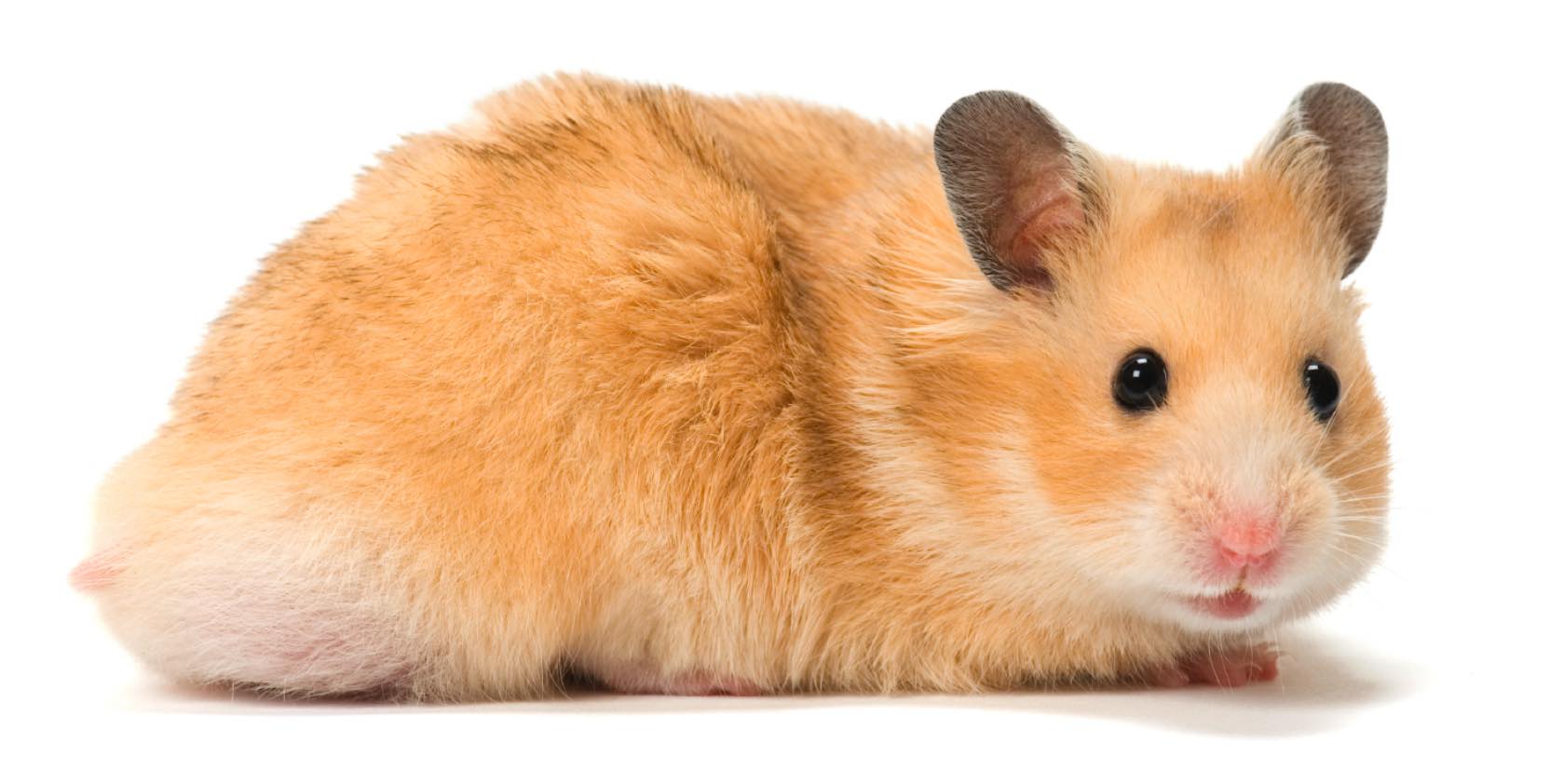 hamster.jpg