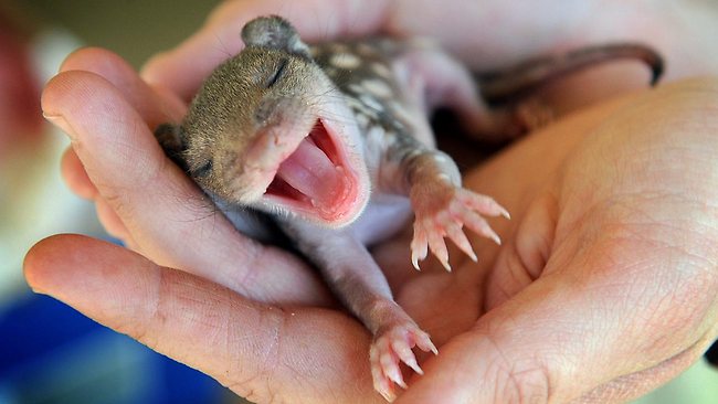 868765-spot-tailed-quoll.jpg