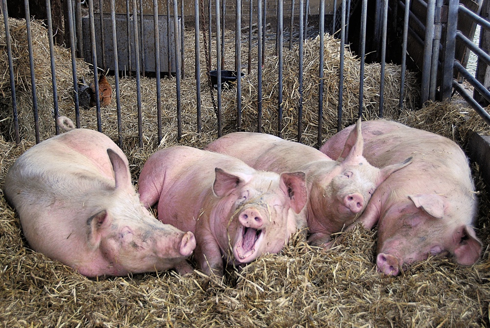 Hogs