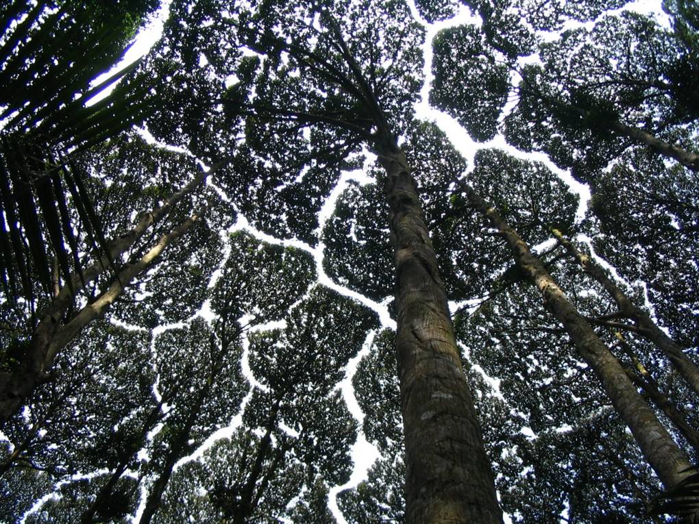 Crown shyness when trees don't like to touch each other / Boing Boing