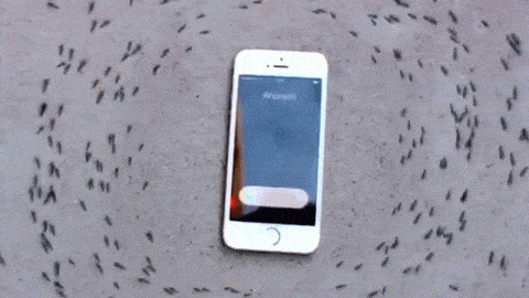 Watch ants weirdly circle an iPhone when it rings