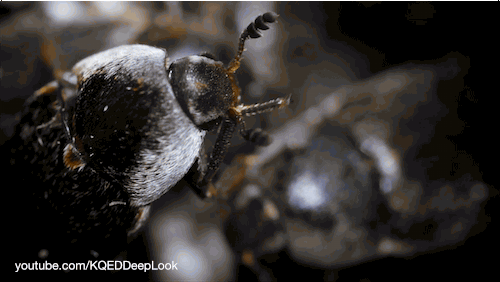 DL_Dermestids_cleaning_500