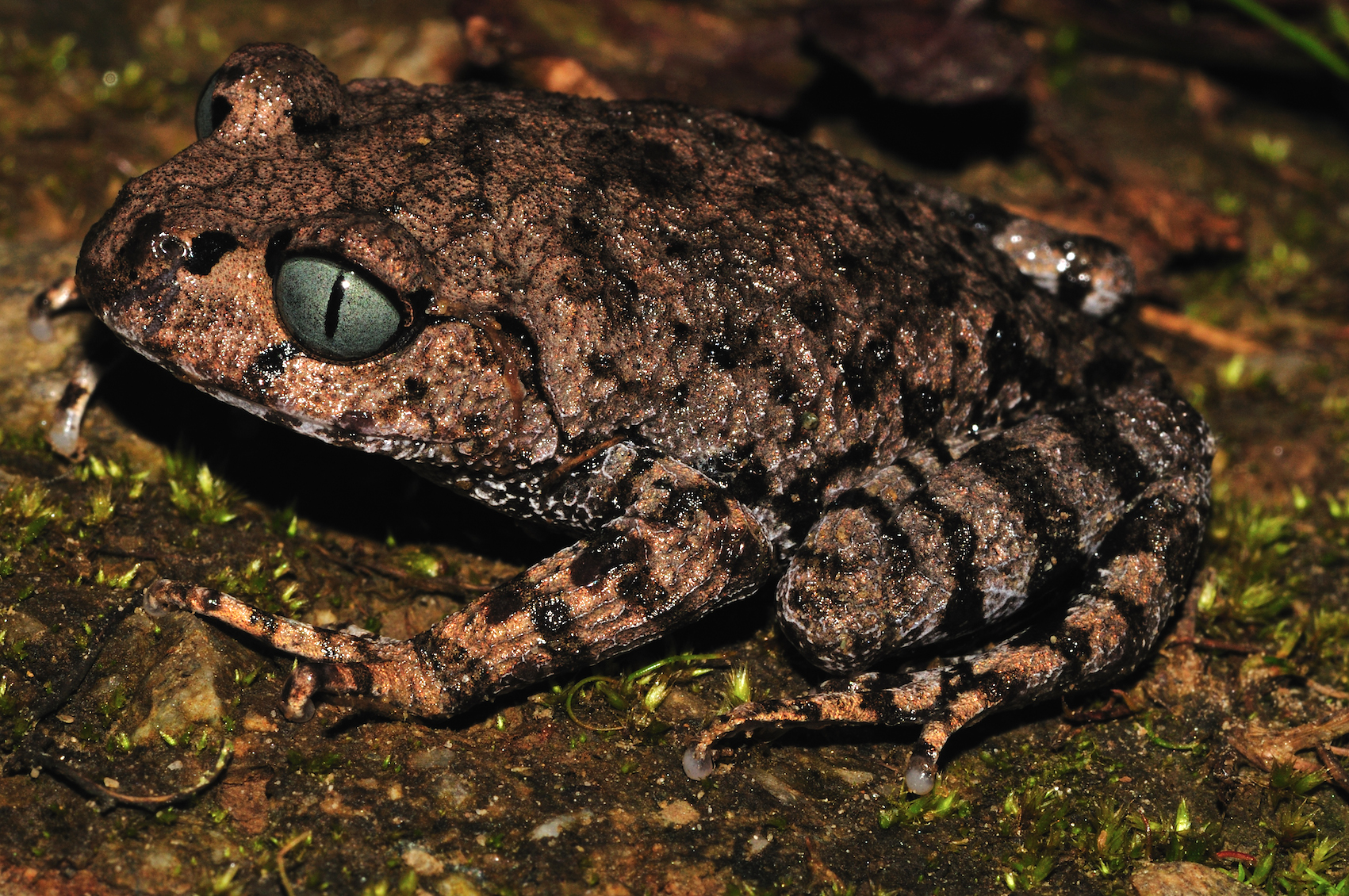 bompu_litter_frog__leptobrachium_bompu__