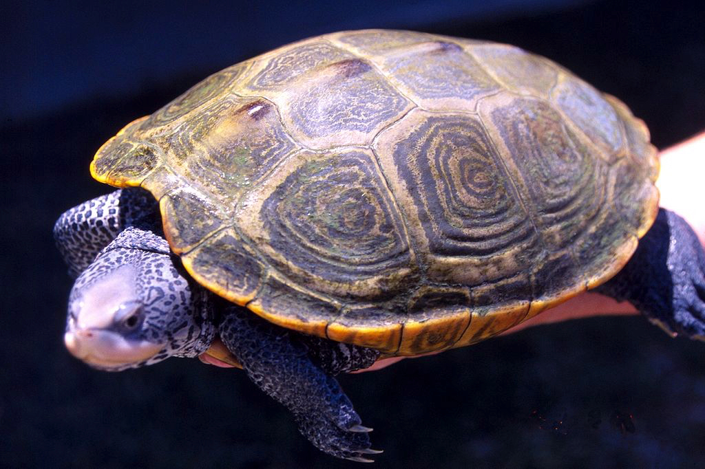 1024px-Diamondback_turtle_adult_female.j