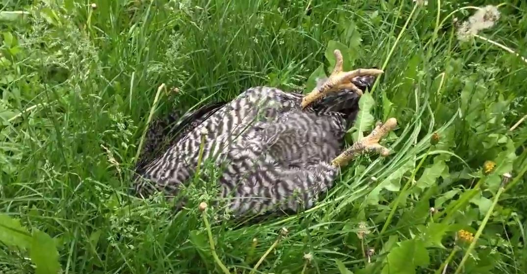 chicken