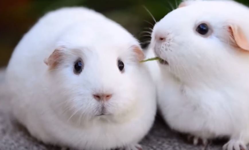 Disappointed Guinea Pig / Boing Boing