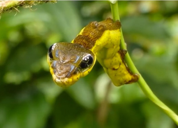 catersnake