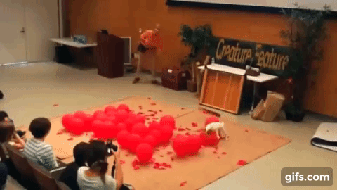 balloon-pop