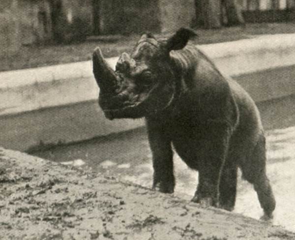 old-timey-rhino.jpg