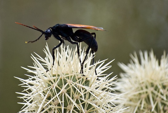 tarantula-hawk.jpg