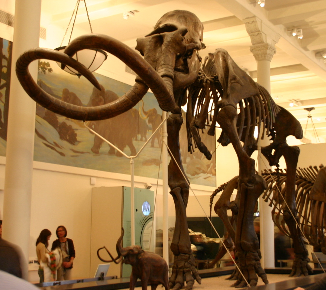 Mammuthus_jeffersonii-1.jpg