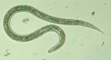 Hookworm_larvaG.jpg