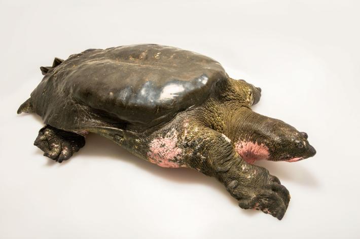 02-rarest-turtle.ngsversion.149547018562