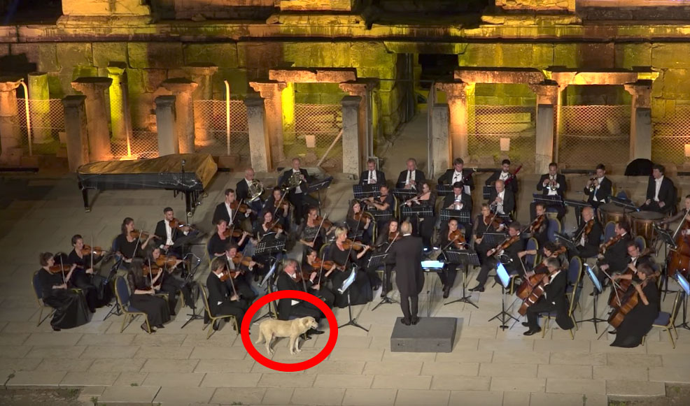 Stray dog joins orchestra on stage during a live performance Stray dog joins orchestra on stage during a live performance