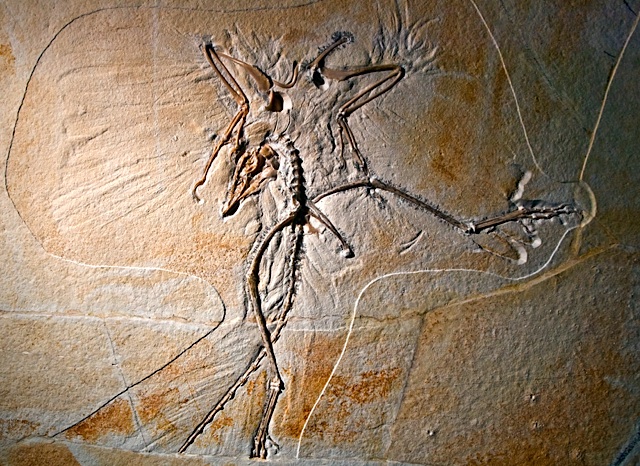 archaeopteryx museum