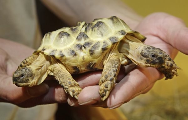 Conjoined tortoises / Boing Boing