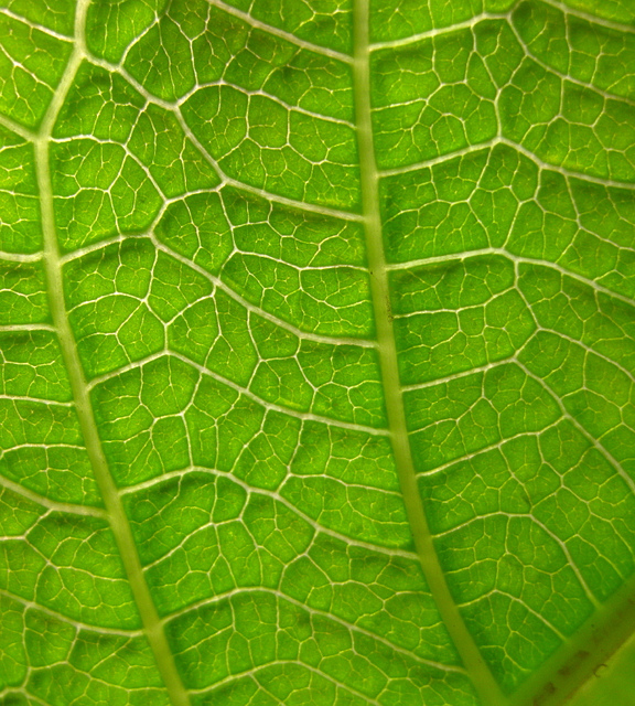 Todo 20+ Foto como se ve una hoja en el microscopio Cena hermosa