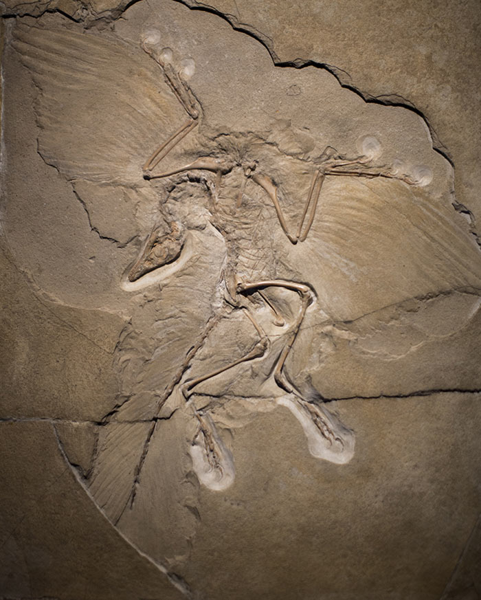 dino archaeopteryx