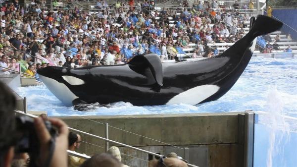 A whale performs at SeaWorld in a scene from "Blackfish." (Magnolia Pictures)