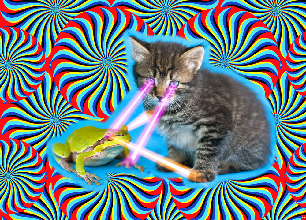 kitten-frog-laser-battle-boing-boing