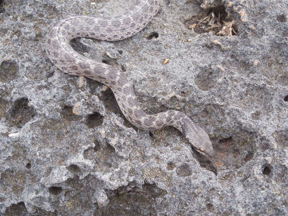 This 18-inch Clarion Nightsnake (Hypsiglena unaocularus), found on black lava rock habitat on the island of Clarion, is darker in color than its mainland relatives and has a distinctive pattern of spots on its head and neck. The Clarion Nightsnake, which was initially discovered in the first half of the 19th century and then struck from the scientific record, was rediscovered and declared a new species by National Museum of Natural History researcher Daniel Mulcahy and a team of Mexican scientists led by ecologist Juan Martnez-Gmez in May 2014. (Photo courtesy of Daniel Mulcahy)