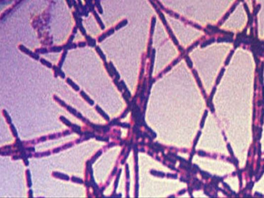 Anthrax bacteria. (Photo: Centers for Disease Control and Prevention)