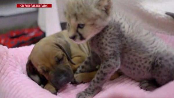 la-me-ln-cheetah-cub-introduced-to-puppy-pal-20140612