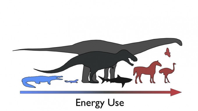 Diagram: energy usage in a number of animal groups, including birds, mammals, dinosaurs and modern reptiles. Dinosaurs were "mesotherms," neither warm- nor cold-blooded, a new study finds. (John Grady, LA Times)