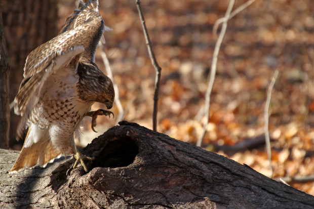Red-tail hawk trying to get a squirrel out of a knot hole in a log, where it had taken refuge. Photo by Cara Litberg.